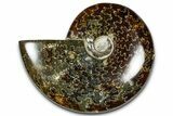 Polished Ammonite (Cleoniceras) Fossil - Madagascar #365014-1